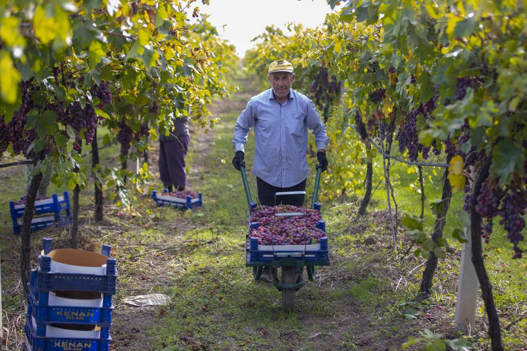 Ata Sarısı'nı don, yağış ve hastalık vurdu. İlk hasatta kilosu 35 liraydı, son hasatta 15 TL'ye düştü - Resim: 19
